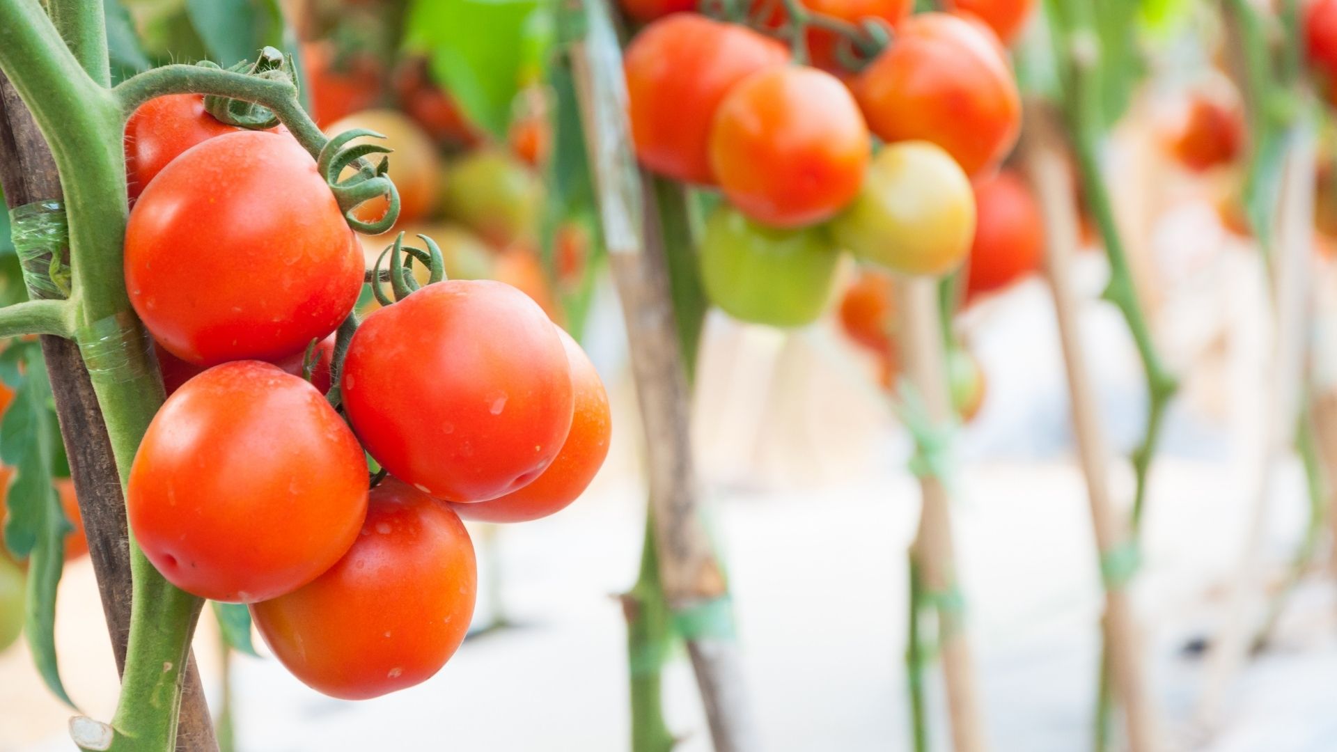 Tomato Growth Predictor